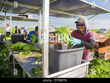 Belle Glade, Florida - Workers harvest celery at Roth Farms. Stock Photo