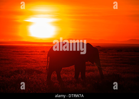 Silhouette of an Africa Elephant during sunset in Amboseli National Park, Kenya Stock Photo