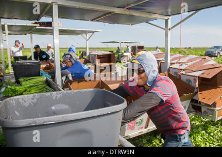 Belle Glade, Florida - Workers harvest celery at Roth Farms. Stock Photo