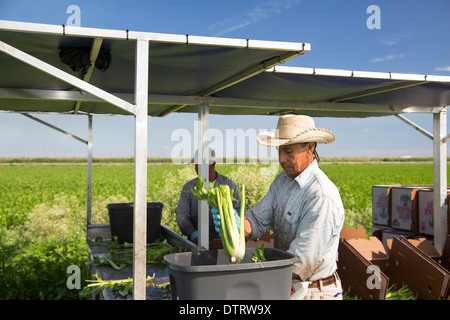 Belle Glade, Florida - Workers harvest celery at Roth Farms. Stock Photo