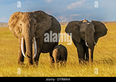 An African elephant family posing in Amboseli National Park, Kenya, Africa Stock Photo