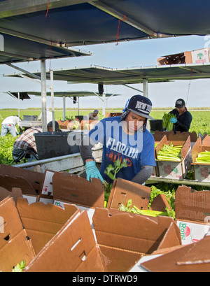 Belle Glade, Florida - Workers harvest celery at Roth Farms. Stock Photo