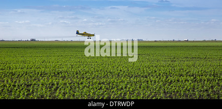 Belle Glade, Florida - A crop duster sprays pesticide on corn plants. Stock Photo