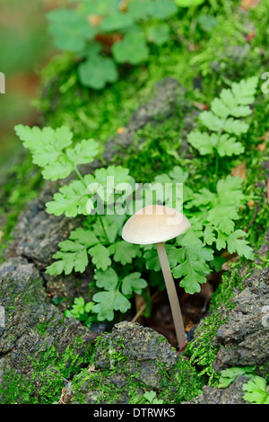 Common Bonnet Brittle Bladder Fern North Rhine-Westphalia Germany / (Mycena galericulata) (Cystopteris fragilis) / Fragile Fern Stock Photo