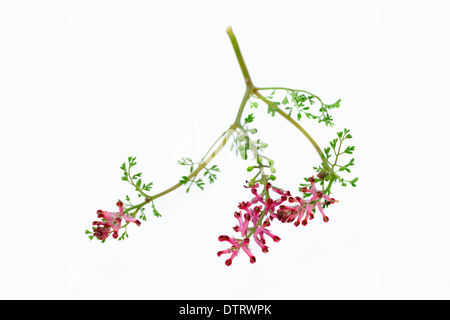 Common Fumitory / (Fumaria officinalis) / Earth Smoke Stock Photo