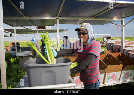 Belle Glade, Florida - Workers harvest celery at Roth Farms. Stock Photo