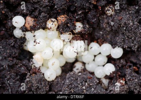 Large Red Slug, eggs, North Rhine-Westphalia, Germany / (Arion rufus) / Greater Red Slug Stock Photo