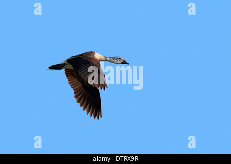 Comb Duck, female, Rajasthan, India / (Sarkidiornis melanotos) / Knob-billed Duck Stock Photo