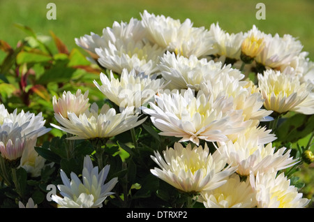 Chrysantheme weiss - chrysanthemum white 01 Stock Photo