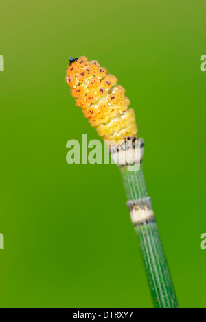 Timothy Grass, North Rhine-Westphalia, Germany / (Phleum pratense) Stock Photo