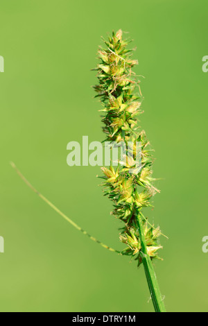 Chickweed Wintergreen, North Rhine-Westphalia, Germany / (Trientalis europaea) / Myrsinaceae Stock Photo