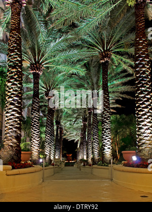 Lighted patio walkway at the Loew's Hotel in South Beach Miami, in the evening.  Palm tree lined sidewalk. Stock Photo