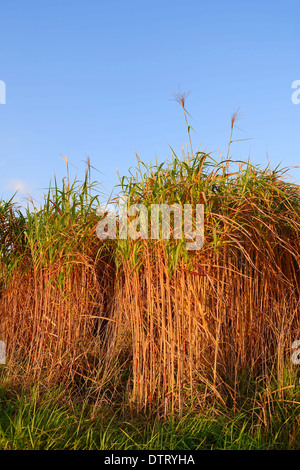 Giant Chinese Silver Grass / (Miscanthus floridulus) / Japanese Silver Grass, Japanese Silvergrass Stock Photo