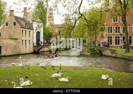 White swans and ducks rest on an embankment as tourists enjoy a boat ride around the canals of historic Bruges in Belgium Stock Photo