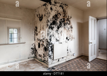 Black mould (stachybotrys chartarum) caused by damp penetration and/or lack of ventilation in an empty house. It is a serious health risk (UK) Stock Photo