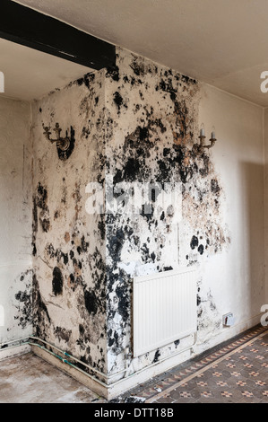 Black mould (stachybotrys chartarum) caused by damp penetration and/or lack of ventilation in an empty house. It is a serious health risk (UK) Stock Photo