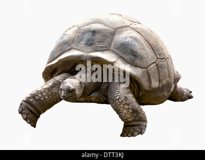 giant tortoise on white background Stock Photo