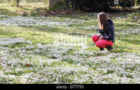 Young woman, early 20's, admiring snowdrops (Galanthus Nivalis) in deciduous woodland atHodsock Priory, Nottinghamshire, England Stock Photo