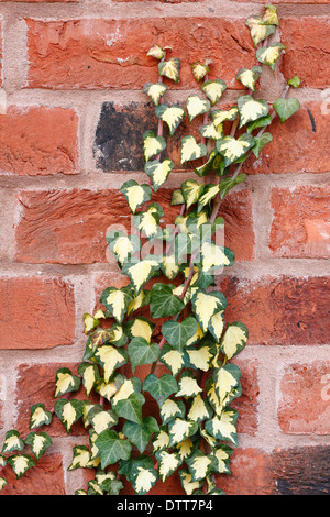 Variegated English ivy (Hedera Helix) creeps up a red brick wall, England, UK Stock Photo