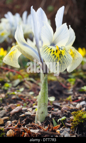 Iris reticulata 'Katharine Hodgkin' in flower in a late winter, early spring garden, February, UK Stock Photo