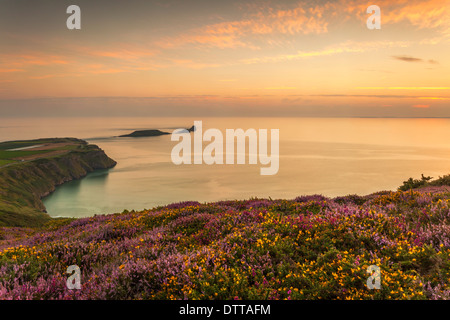 Heather and Sunset at Rhossili Bay with the Worms Head in the Distance, Gower, South Wales, UK Stock Photo