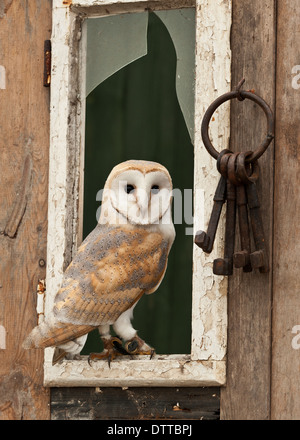 A Beautiful Barn Owl (Tyto alba) Stock Photo