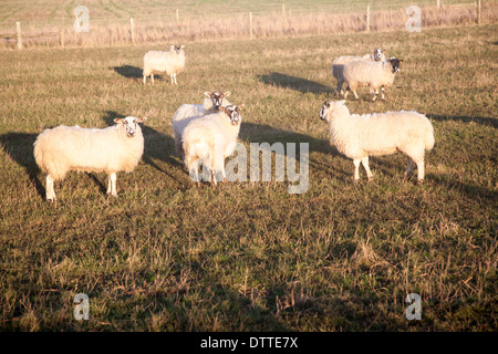 Flock of sheep grazing on drained marshland fields at Gedgrave, Suffolk, England Stock Photo