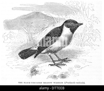 Black Throated Meadow Warbler Pratincola rubicola Stock Photo