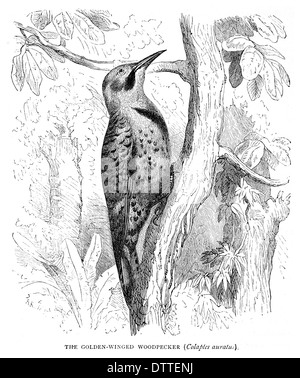 Golden Winged Woodpecker Colaptes auratus Stock Photo