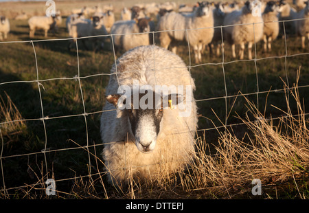Flock of sheep grazing on drained marshland fields at Gedgrave, Suffolk, England - this one with head caught in wire fence Stock Photo