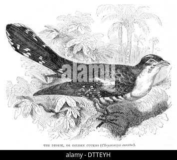 Didrik or Golden Cuckoo Chrysococcyx auratus Stock Photo
