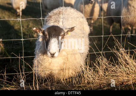 Flock of sheep grazing on drained marshland fields at Gedgrave, Suffolk, England - this one with head caught in wire fence Stock Photo