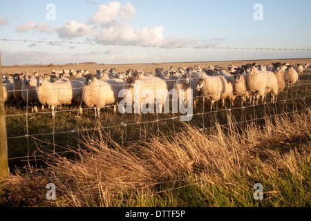 Flock of sheep grazing on drained marshland fields at Gedgrave, Suffolk, England Stock Photo