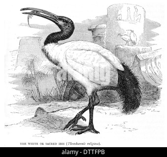 White or Sacred Ibis Threskiornis religiosa Stock Photo