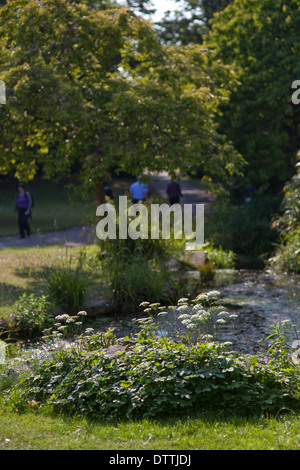 Sandford Park in the summer, Cheltenham, Gloucestershire, UK Stock Photo