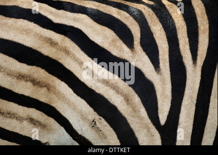 Close up of the stripes on a zebra Stock Photo