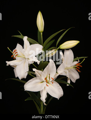 White Lily On Black Background Stock Photo