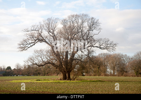 Single large leafless oak tree standing in field in winter, Sutton, Suffolk, England Stock Photo