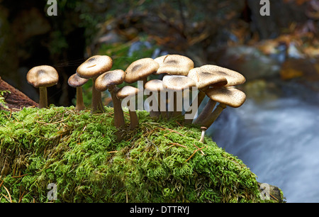 Dark Honey Fungi growing on mossy log in Dodd Wood near Keswick in the Lake District Cumbria Stock Photo