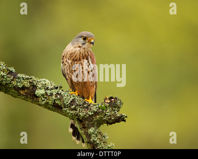 Kestrel on a lichen covered branch searching for food, Northampton, England UK Stock Photo