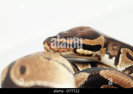 Ball Python close up (Python Regius) Stock Photo