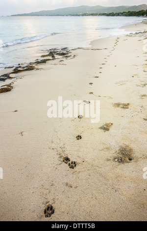 Dog paw prints and a sand crab hole mark the sand on the beach of St. Croix, U. S. Virgin Islands Stock Photo