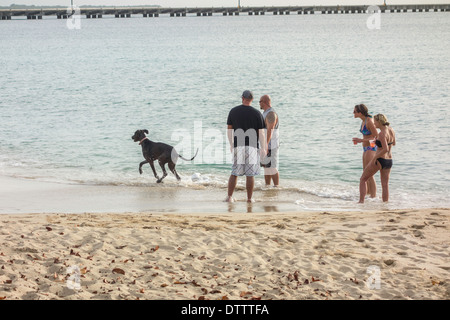 Two Caucasian men and women in their 30s play in the surf with a dog on the beach of St. Croix, U.S. Virgin Islands. Stock Photo
