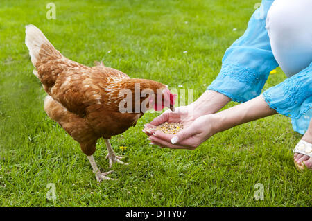 chicken picking Stock Photo