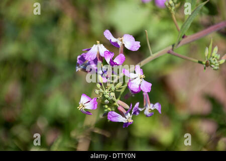 Wildflowers in the USA Stock Photo