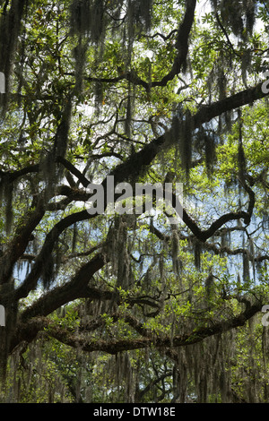 What's Hanging from the Trees in Savannah? - Spanish Moss — Savannah Proper