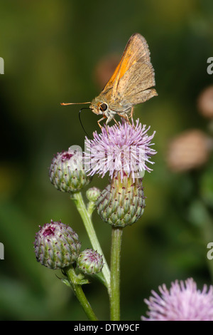 A Tiny Butterfly, Skipper, On A Canada Thistle, Family Hesperiidae Stock Photo