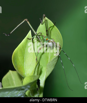 A Katydid Nymph, Probably the Fork-tailed Katydid Stock Photo