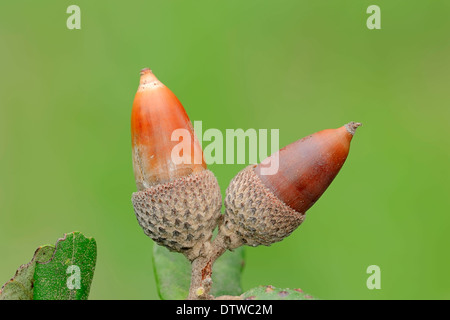 Kermes Oak Stock Photo