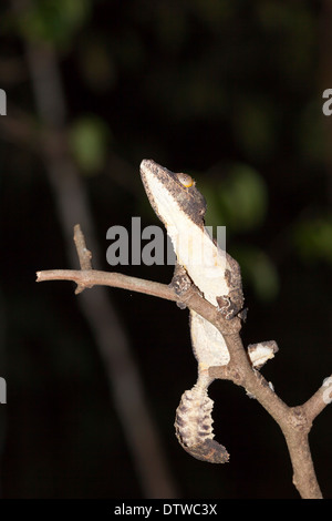 Uroplatus sikorae;Mossy leaf-tailed gecko;Blattschwanzgecko Stock Photo